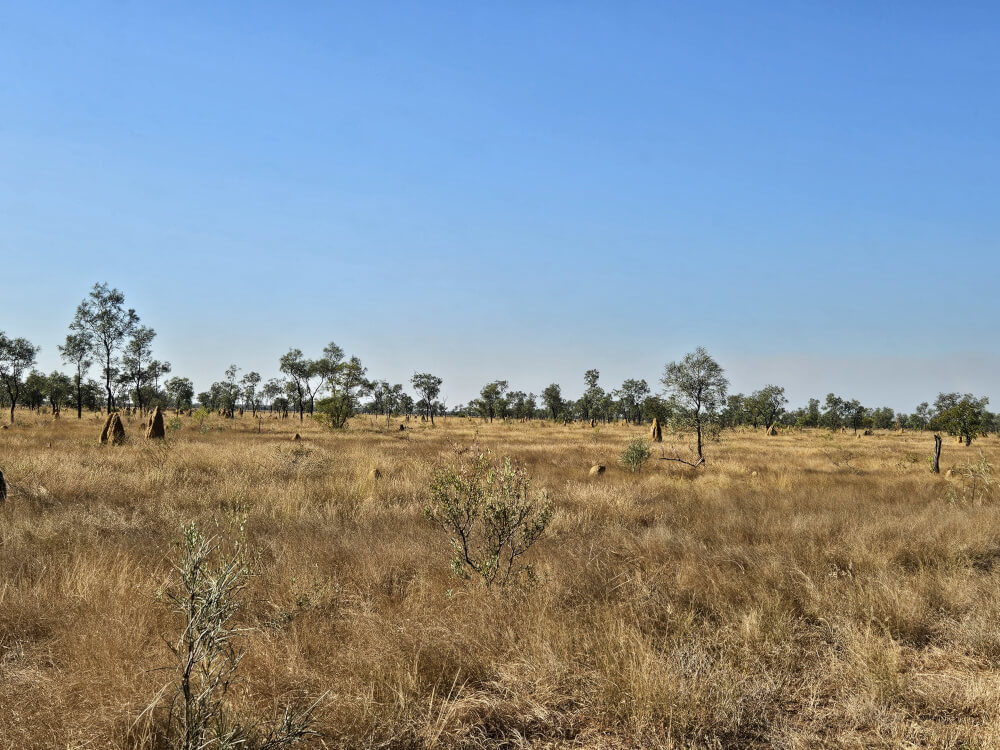 The termite mounds begin Our first real sight of the termite mounds scattered across the Kimberley landscape. There would be thousands, if not millions, more over the weeks ahead. The termite mounds begin Our first real sight of the termite mounds scattered across the Kimberley landscape. There would be thousands, if not millions, more over the weeks ahead.