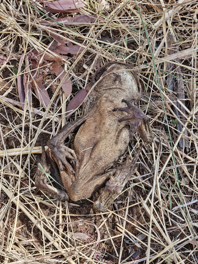 Harsh Kimberley country Dead toad lying among dry grass beside the highway in the Kimberley