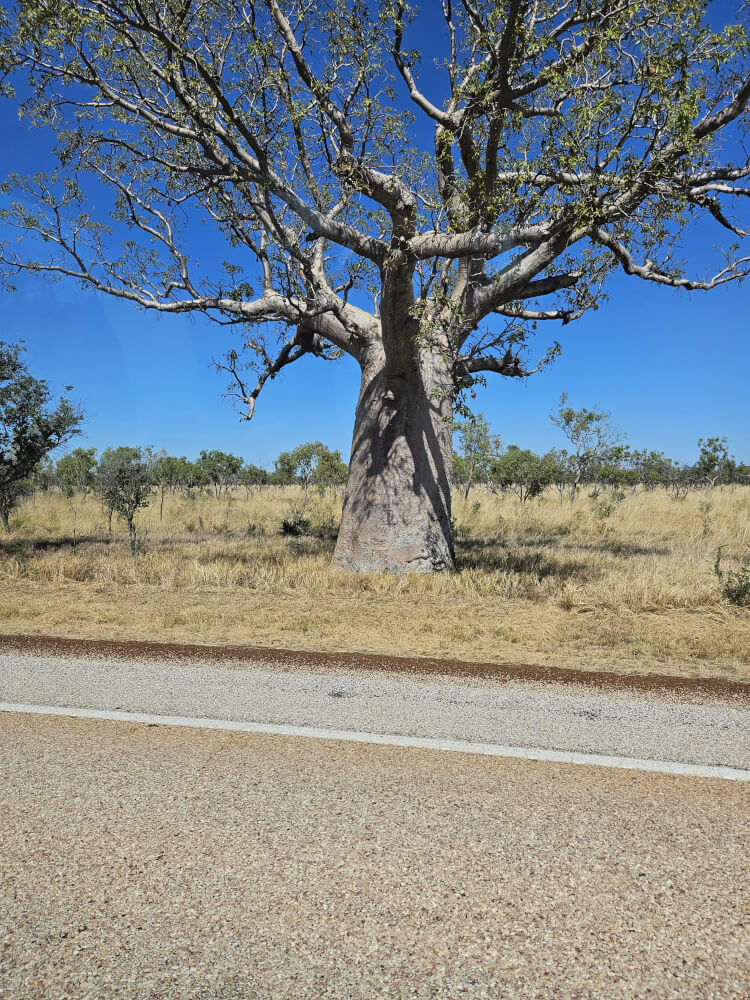 Boab beside the highway Large boab tree beside the Great Northern Highway in the Kimberley