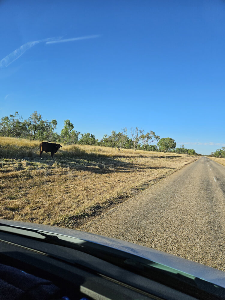 Animals on the Highway Cow grazing beside the Great Northern Highway east of Fitzroy Crossing