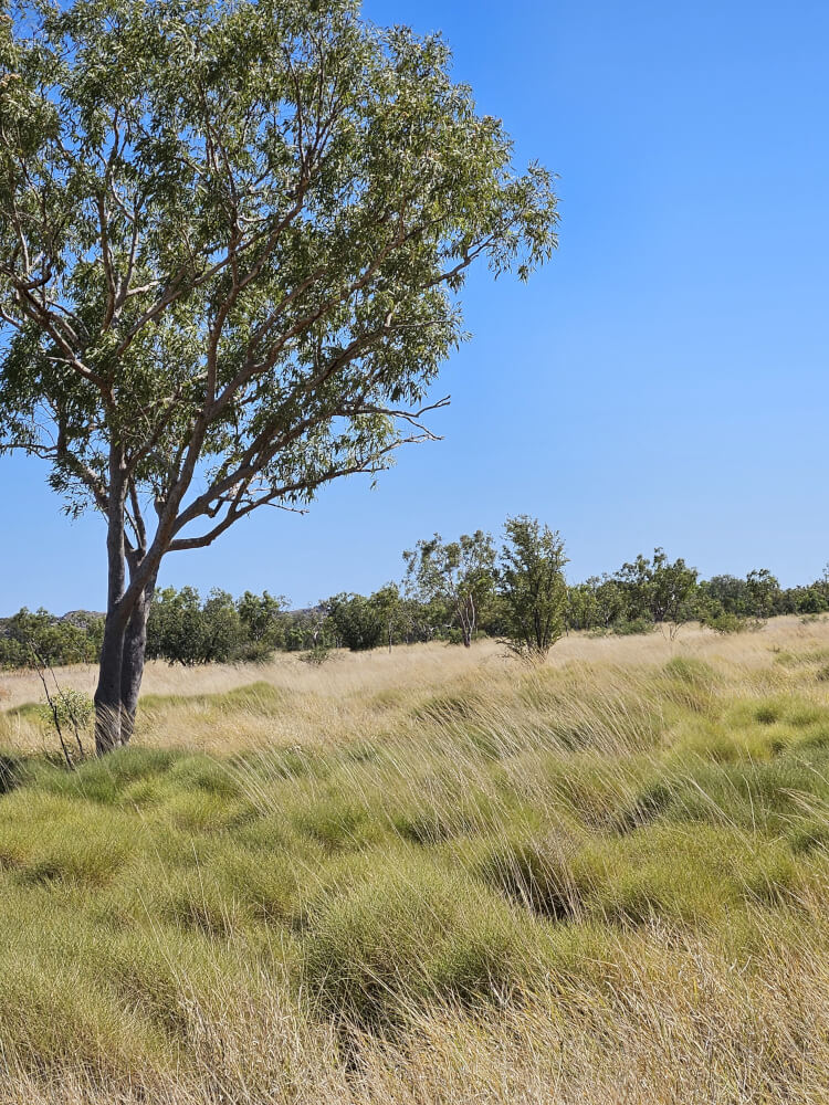 Not as Soft as It Looks Tufts of sharp grass beneath a tree at Mimbi Caves campground