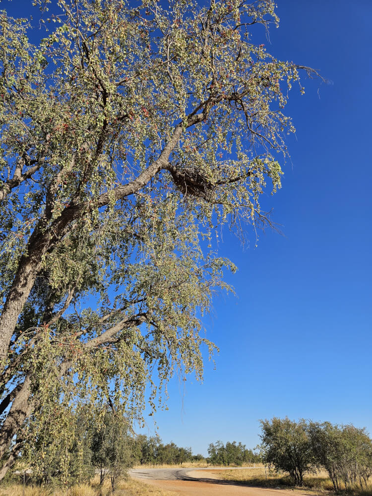 Second Breakfast Stop Large tree beside a truck stopping area on the Great Northern Highway