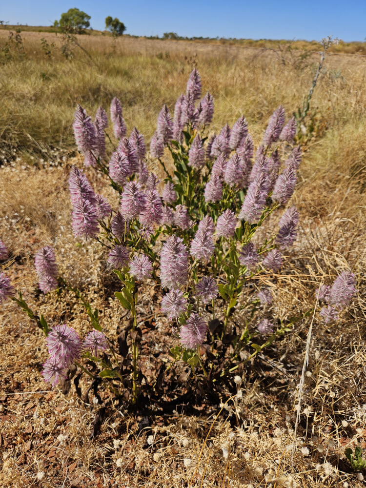 Wildflowers in the Dry Country Purple flowering plant growing among dry grass in the Kimberley