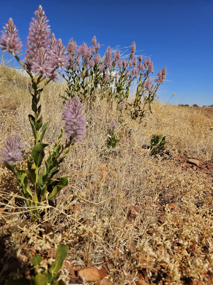 Kimberley Wildflowers Purple wildflowers growing beside the highway in dry Kimberley grassland