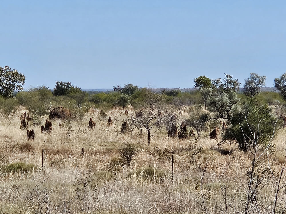 Termite Mounds Everywhere Numerous termite mounds scattered across dry Kimberley grassland