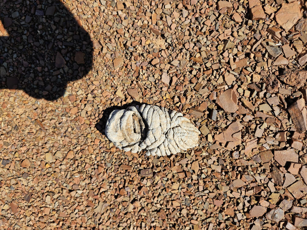 Another Not-Dead Animal Discarded ice cream container lid lying on rocky ground