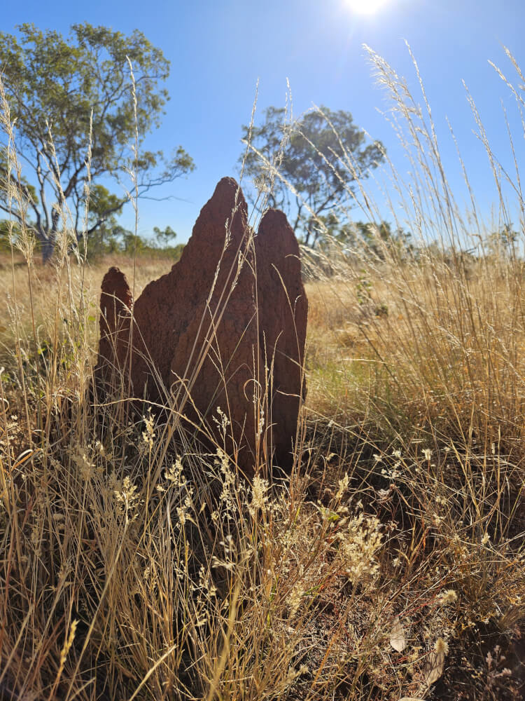 Kangaroo or Termite Mound? Tall termite mounds standing among dry grass beside the highway