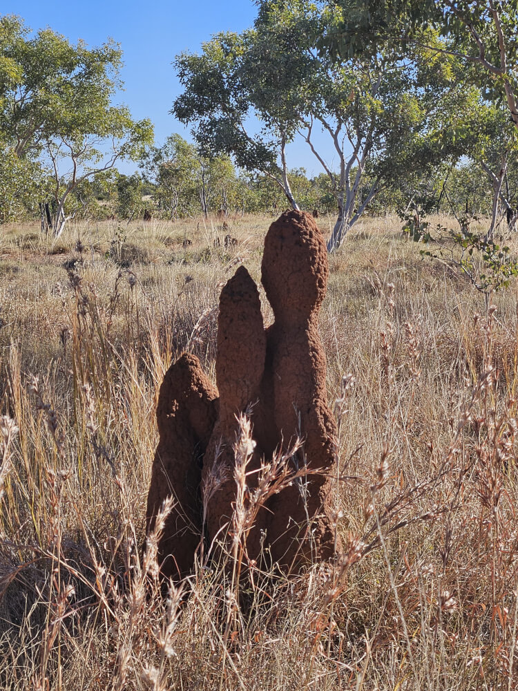 The Termite Mound Family Group of tall termite mounds standing together in dry grass