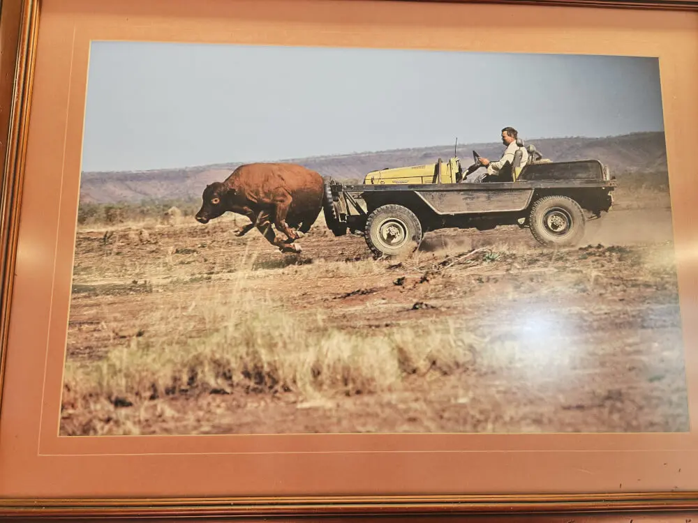 Historic Buffalo Photograph Framed historical photograph showing a buffalo beside an open utility vehicle in the Northern Territory.