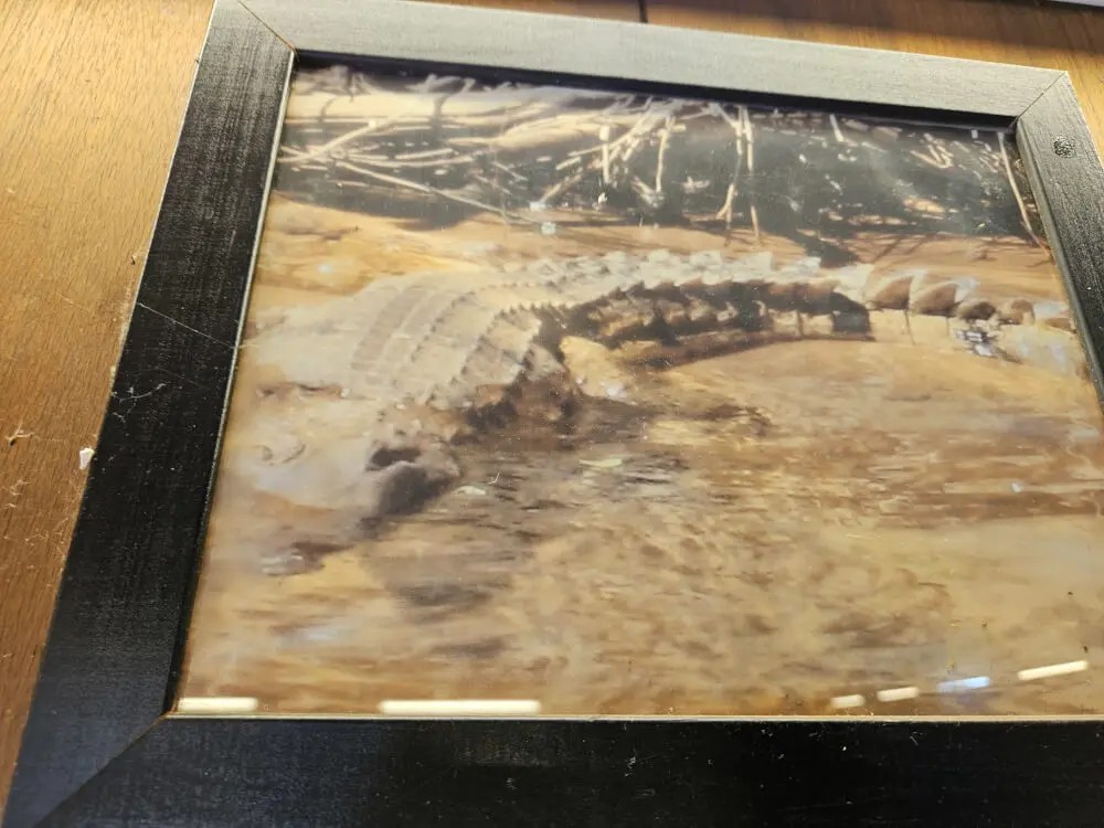 Crocodile Photograph | Victoria River Roadhouse Faded photograph of a crocodile displayed on the wall inside Victoria River Roadhouse, Northern Territory.