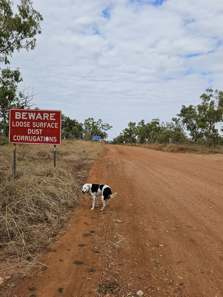 Lucky at the Dirt Road Turnoff Lucky the black-and-white dog exploring a red dirt road beside a roadside warning sign.