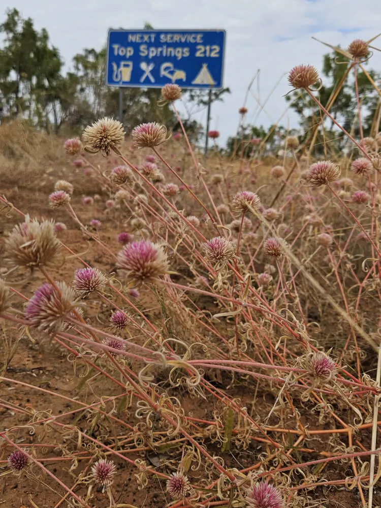Roadside Wildflowers and Sign Small purple wildflowers growing among dry grasses beneath a blue roadside sign in the Northern Territory.