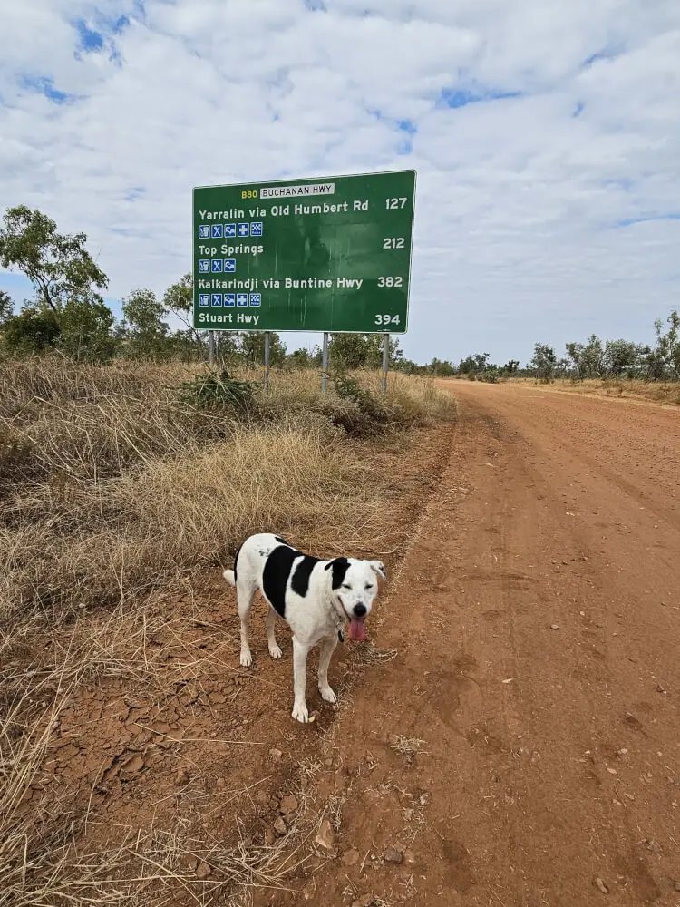 Lucky on the Red Dirt Road Lucky standing on a red dirt road with a green directional sign and scattered gum trees behind him.