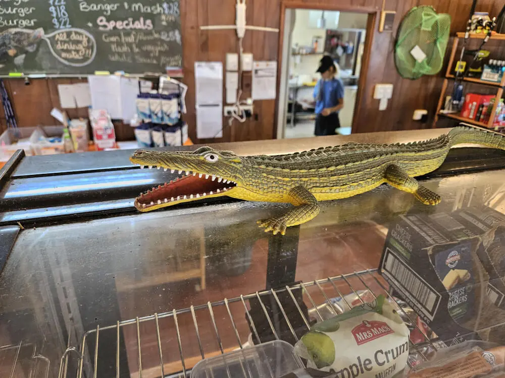 Crocodile Display at Victoria River Roadhouse A crocodile display on the counter inside Victoria River Roadhouse, with souvenirs and signs in the background.