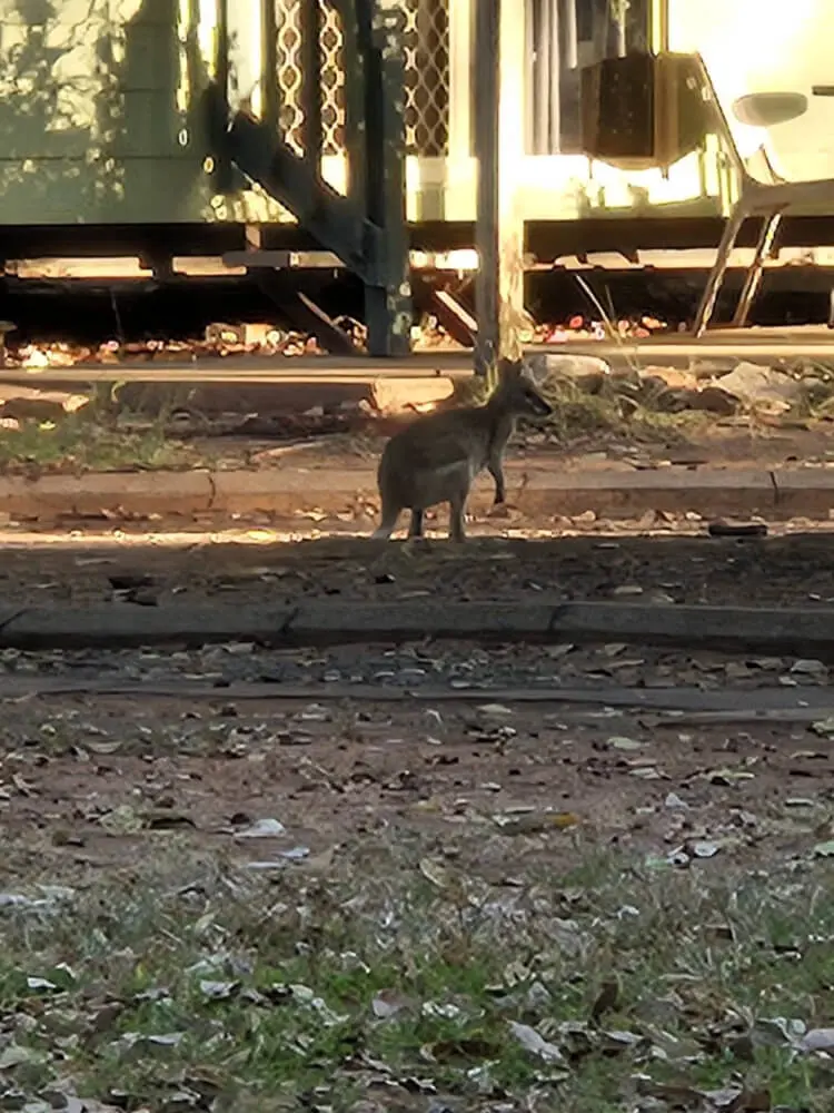 Little Wallaby at Knotts Crossing Resort, Katherine Small wallaby standing on the grounds of Knotts Crossing Resort in Katherine, Northern Territory.