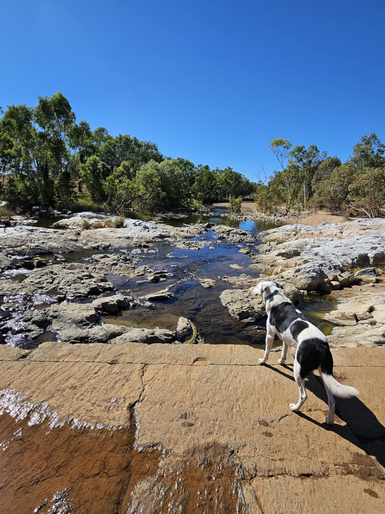 Lucky at Little Panton Old Crossing Lucky standing in the shallow water at Little Panton Old Crossing