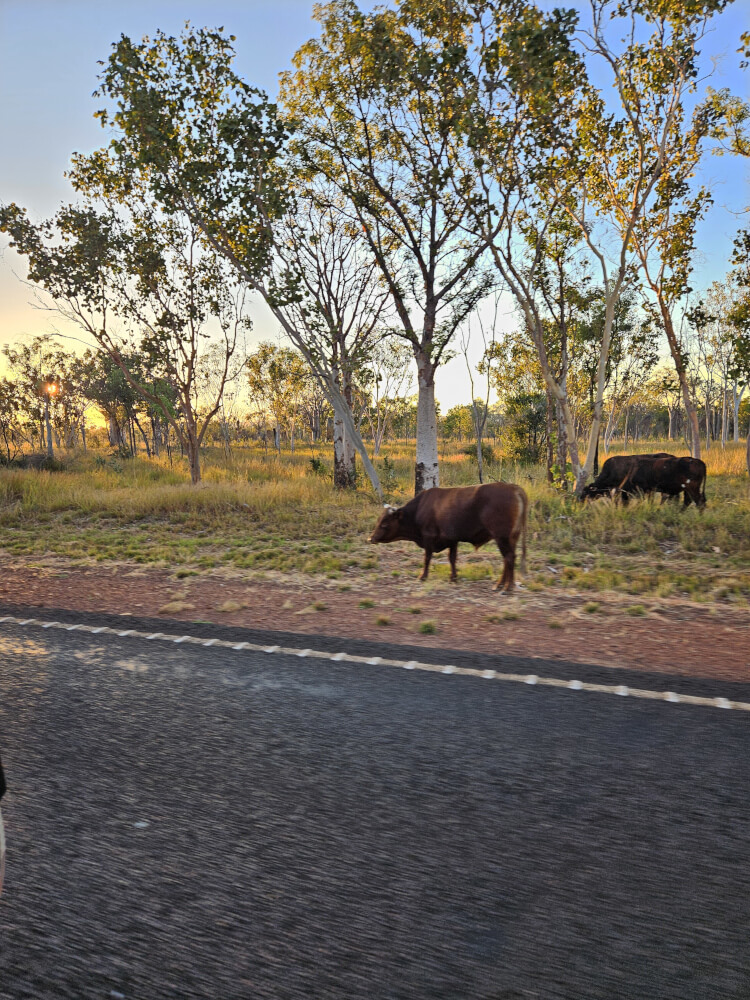 Morning Cattle on the Highway Cattle beside the highway on the road to Kununurra