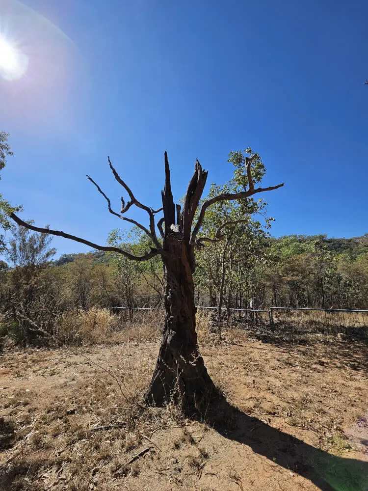 The Old Tree at Nitmiluk Dead tree trunk with twisted bare branches standing in dry bushland beneath a clear blue sky