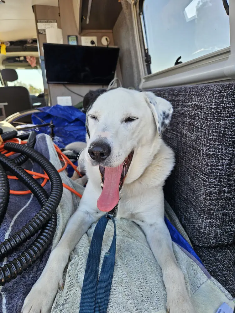 The Big Yawn Lucky yawning widely inside the support van