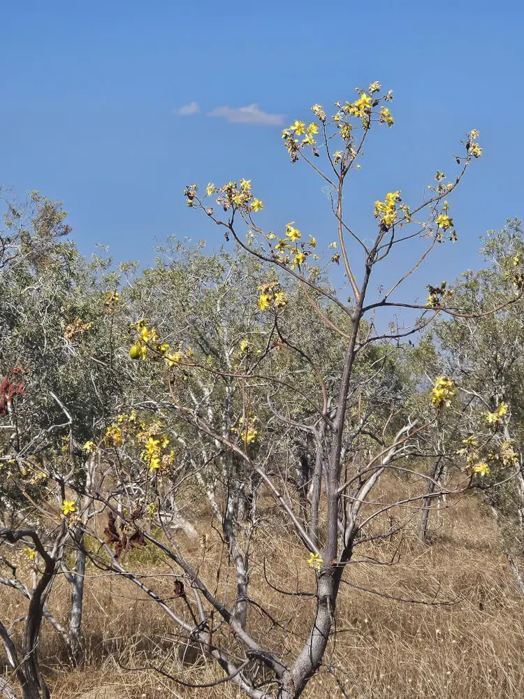 Kapok Flowers Yellow native kapok flowers beside the Victoria Highway
