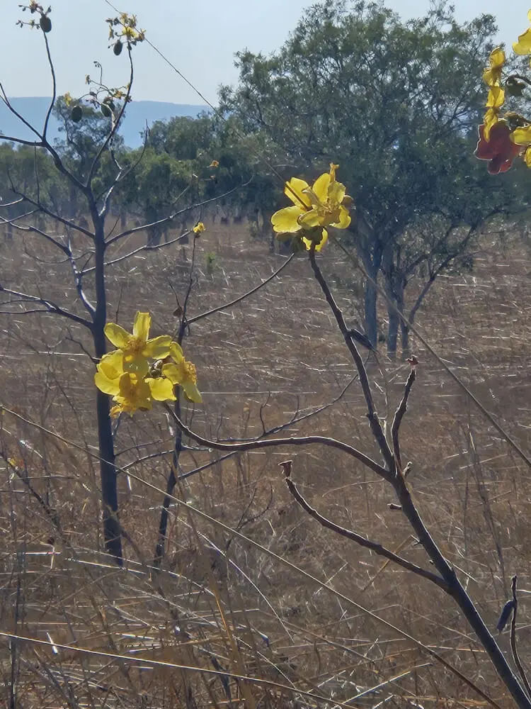 Kapok Flowers Yellow native kapok flowers beside the Victoria Highway