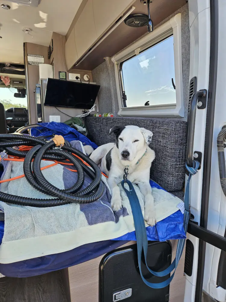 Lucky Waiting for ABC Darwin Lucky lying inside the support van during a roadside stop