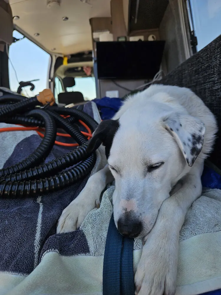 Sleepy Lucky Lucky resting with his eyes closed inside the support van