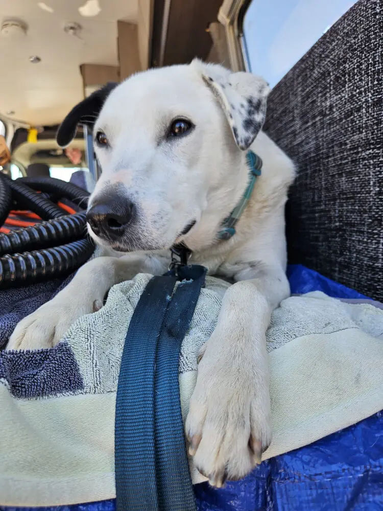 Lucky Watching the World Lucky resting on a towel inside the support van