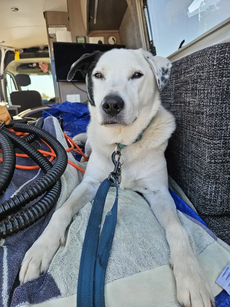 Lucky Waiting in the Van Lucky sitting inside the support van during a roadside stop on the Victoria Highway