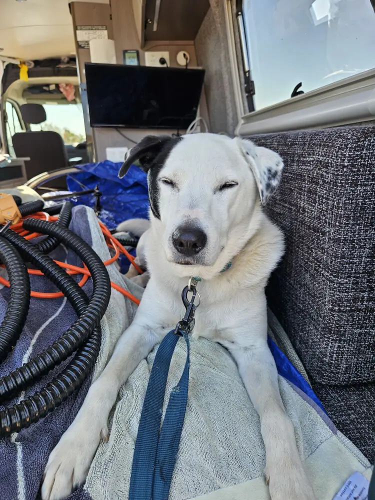 Lucky Getting Sleepier Lucky sitting sleepily inside the support van