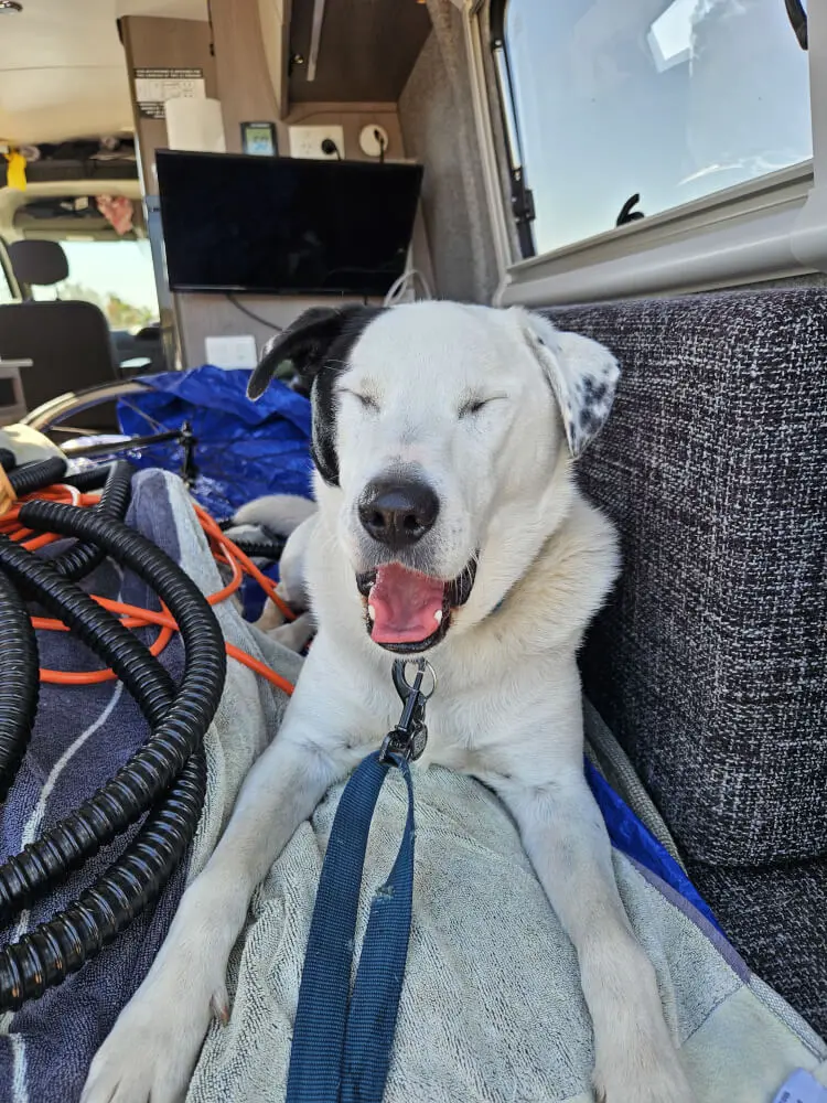 Here Comes the Yawn Lucky beginning to yawn inside the support van